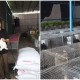 gaza food bank