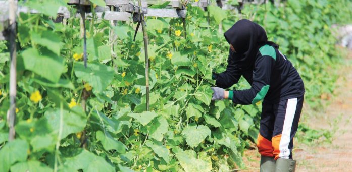 Cara Menentukan Zakat  Hasil Pertanian Buah Bunga Dan Sayur