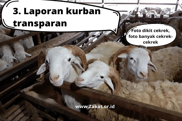 jual hewan kurban online laporan kurban transparan domba kambing dompet dhuafa
