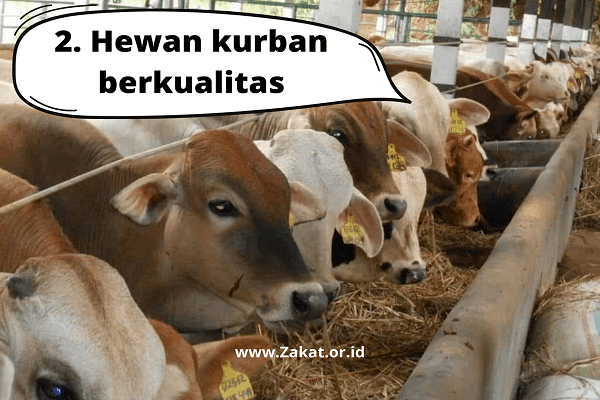 hukum kurban online sapi dengan hewan berkualitas