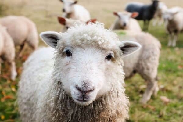 Domba merupakan salah satu jenis hewan yang dapat jadi persembahan untuk berkurban 