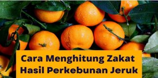 nisab zakat hasil perkebunan jeruk