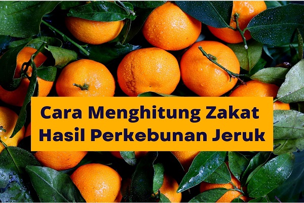 nisab zakat hasil perkebunan jeruk