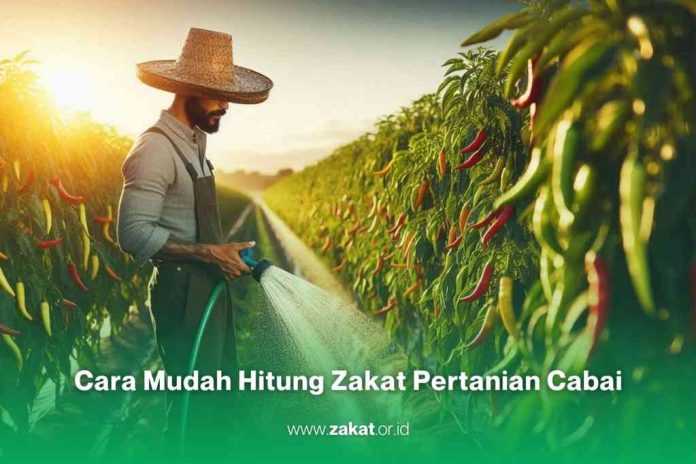 Bagaimana cara hitung zakat pertanian cabai?